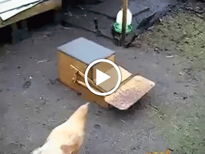 10482543_674422142627493_722915064_n.mp4