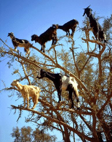 tree252Bgoats.jpg