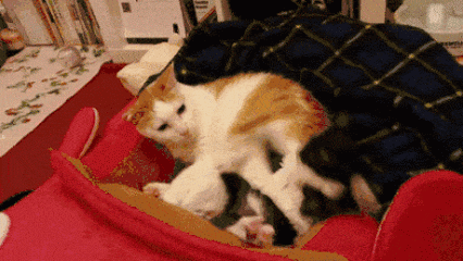 cat252Bgif252Bemoticon.gif