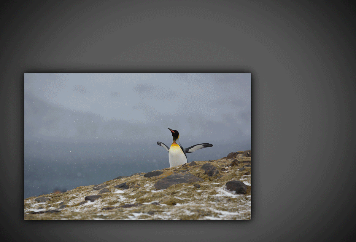 Penguin_Animation_v09.gif