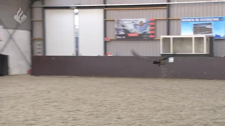 Dutch_police_experimenting_with_birds_to